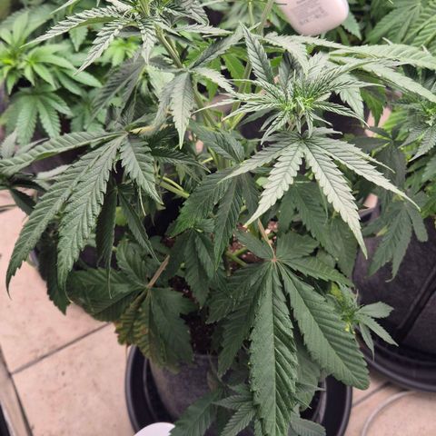 Royal Gorilla 2 growlog timeline photo