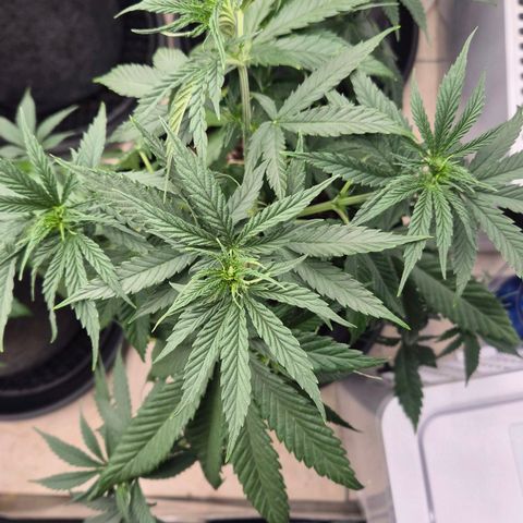 Royal Gorilla 2 growlog timeline photo