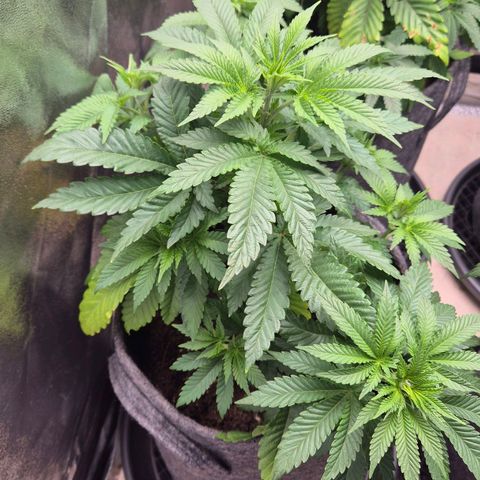 Wedding Gelato 2 growlog timeline photo