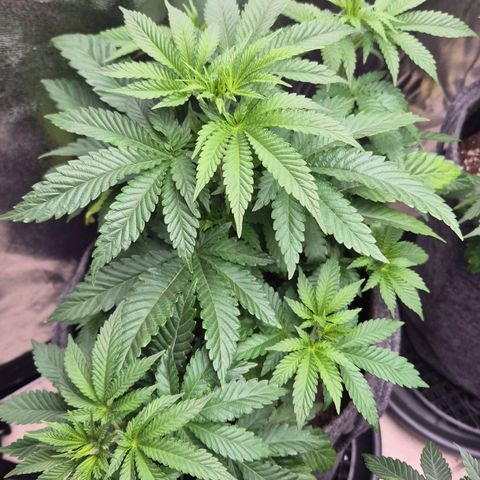 Wedding Gelato 2 growlog timeline photo