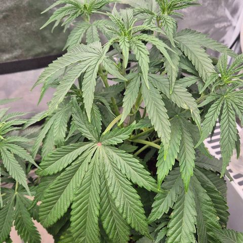Royal Gorilla 1 growlog timeline photo