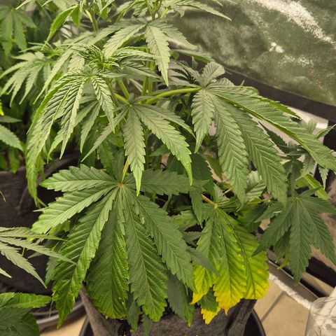 Royal Gorilla 1 growlog timeline photo