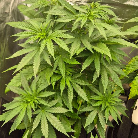 Wedding Gelato 1 growlog timeline photo