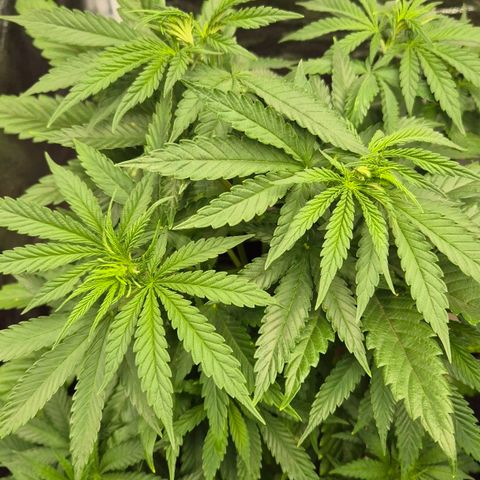 Wedding Gelato 1 growlog timeline photo