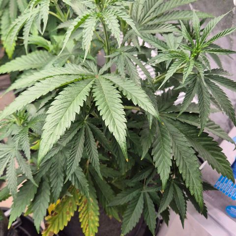 Royal Gorilla 2 growlog timeline photo