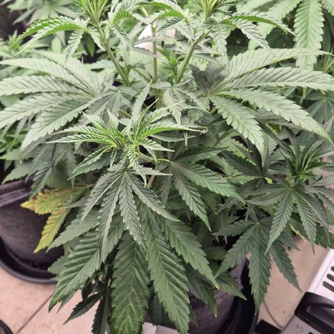 Royal Gorilla 2 growlog timeline photo