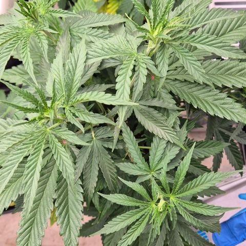 Royal Gorilla 2 growlog timeline photo