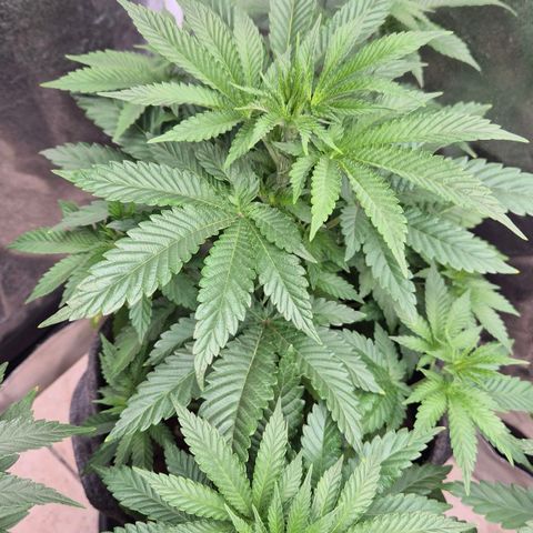 Wedding Gelato 2 growlog timeline photo