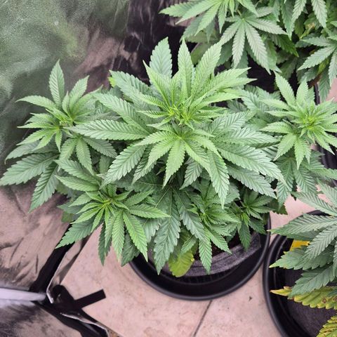 Wedding Gelato 2 growlog timeline photo