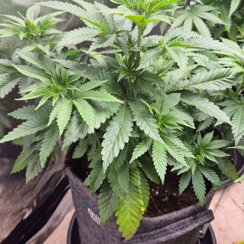 Wedding Gelato 2 growlog timeline photo