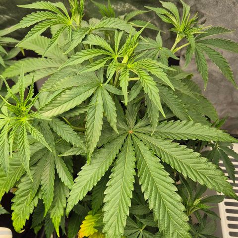 Royal Gorilla 1 growlog timeline photo