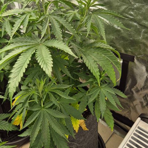 Royal Gorilla 1 growlog timeline photo