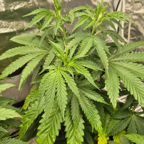 Royal Gorilla 1 growlog timeline photo
