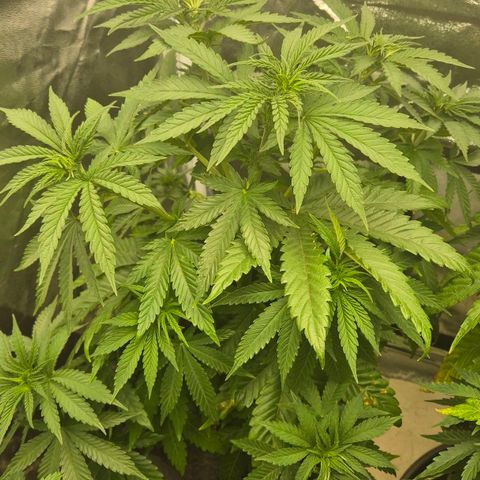 Wedding Gelato 1 growlog timeline photo