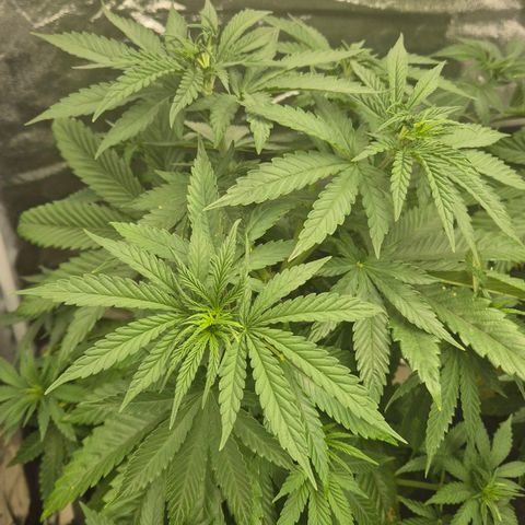 Wedding Gelato 1 growlog timeline photo