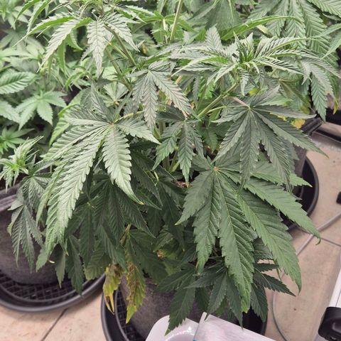 Royal Gorilla 2 growlog timeline photo