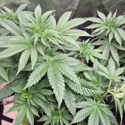 Wedding Gelato 2 growlog timeline photo