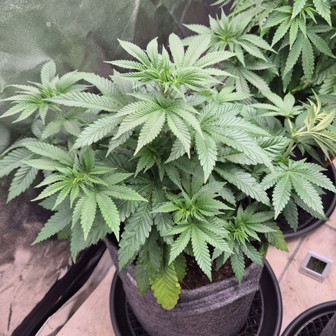 Wedding Gelato 2 growlog timeline photo