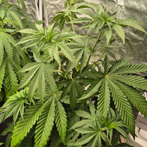 Royal Gorilla 2 growlog timeline photo