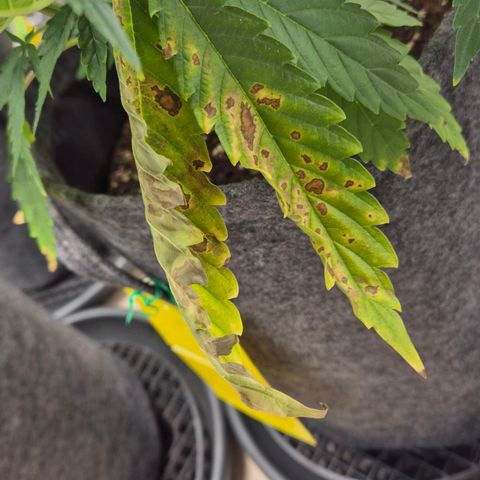 Royal Gorilla 2 growlog timeline photo