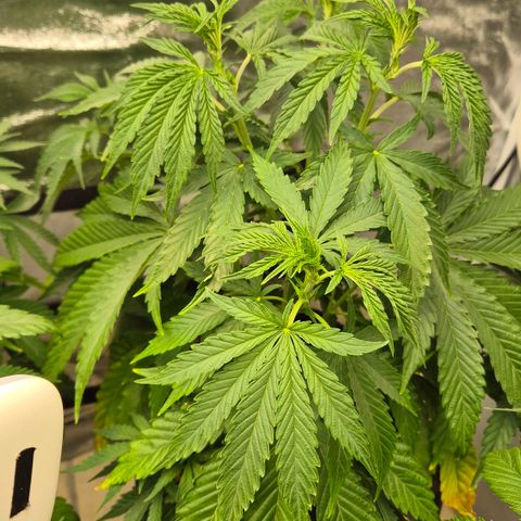 Royal Gorilla 1 growlog timeline photo