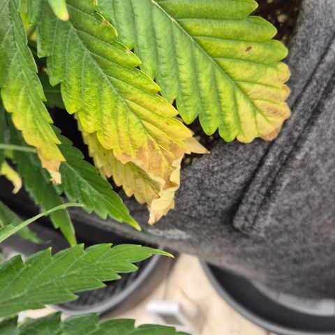 Royal Gorilla 1 growlog timeline photo