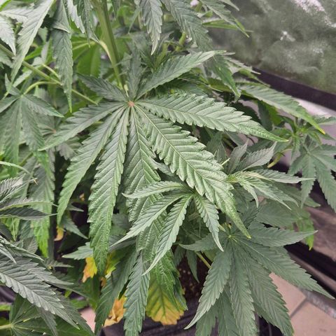 Royal Gorilla 1 growlog timeline photo