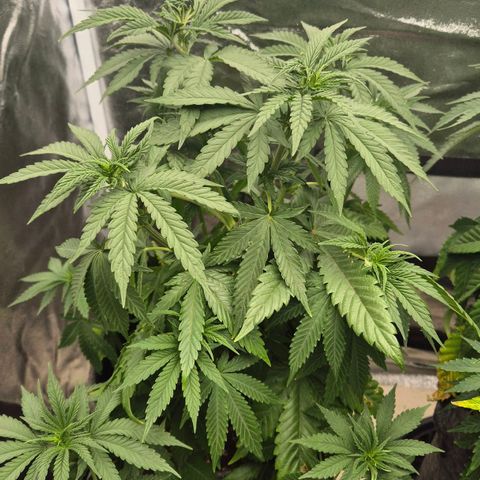 Wedding Gelato 1 growlog timeline photo