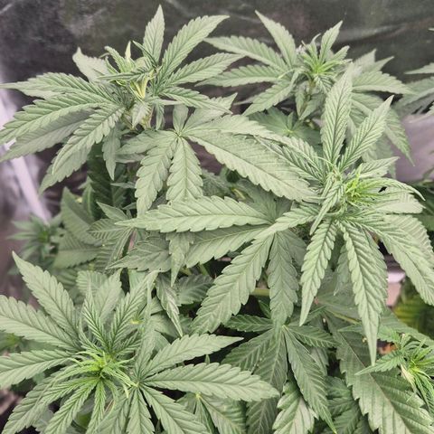 Wedding Gelato 1 growlog timeline photo