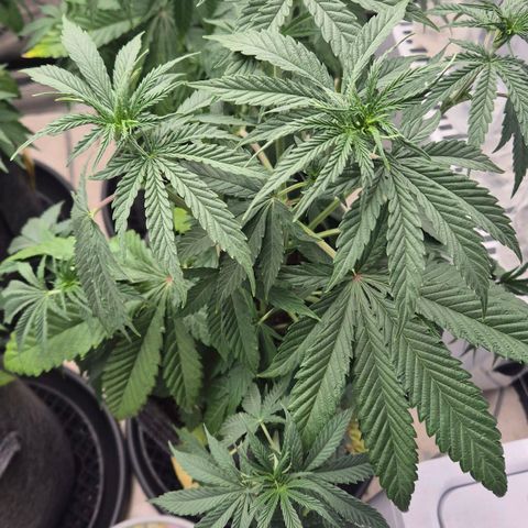 Royal Gorilla 2 growlog timeline photo