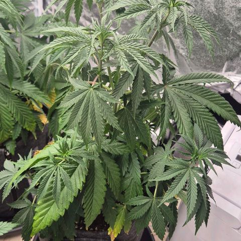 Royal Gorilla 2 growlog timeline photo