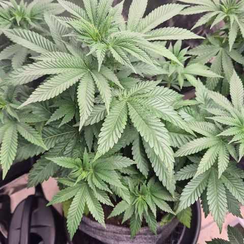 Wedding Gelato 2 growlog timeline photo