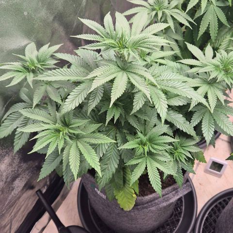 Wedding Gelato 2 growlog timeline photo