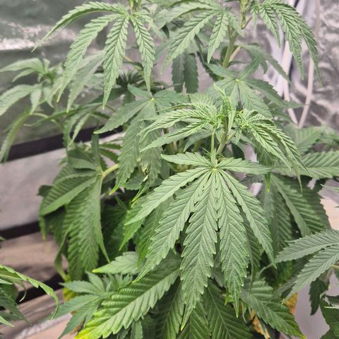 Royal Gorilla 1 growlog timeline photo