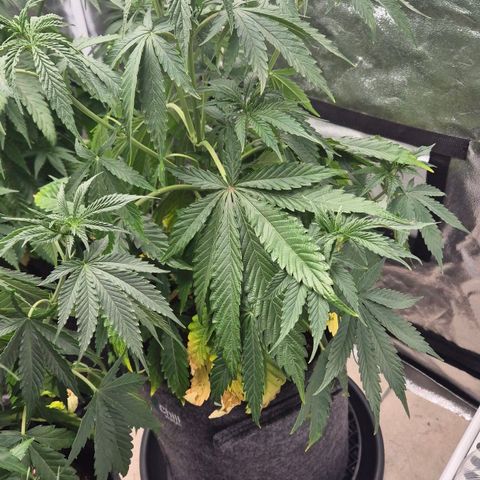 Royal Gorilla 1 growlog timeline photo