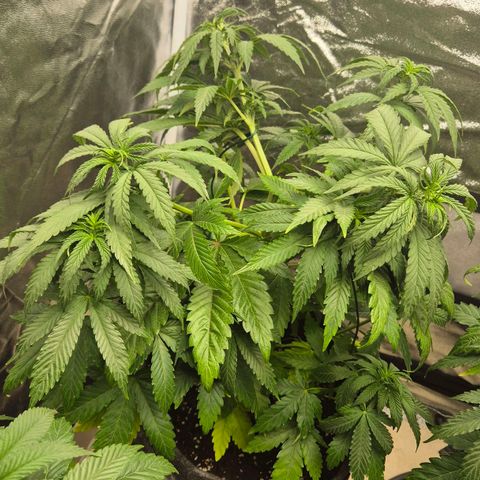 Wedding Gelato 1 growlog timeline photo