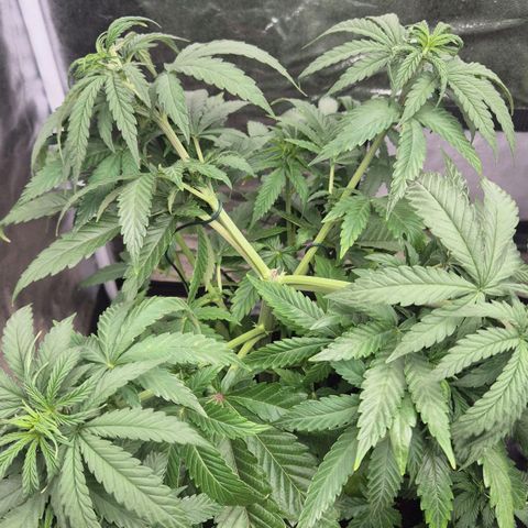 Wedding Gelato 1 growlog timeline photo