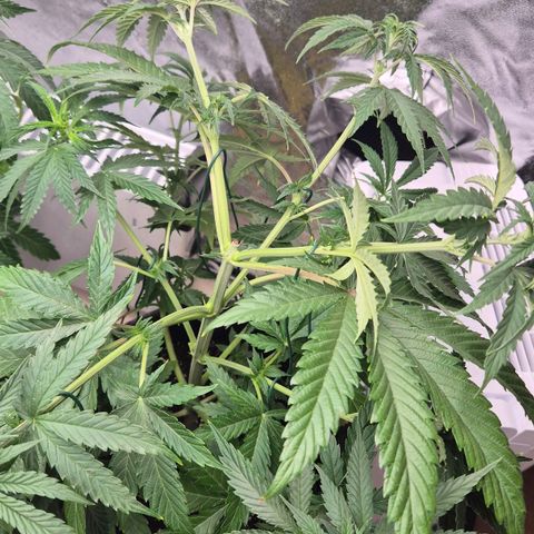 Royal Gorilla 2 growlog timeline photo