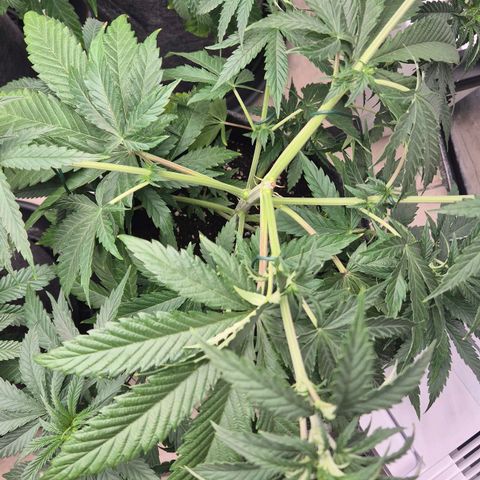 Royal Gorilla 2 growlog timeline photo