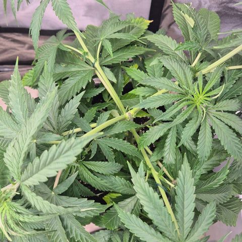 Royal Gorilla 1 growlog timeline photo