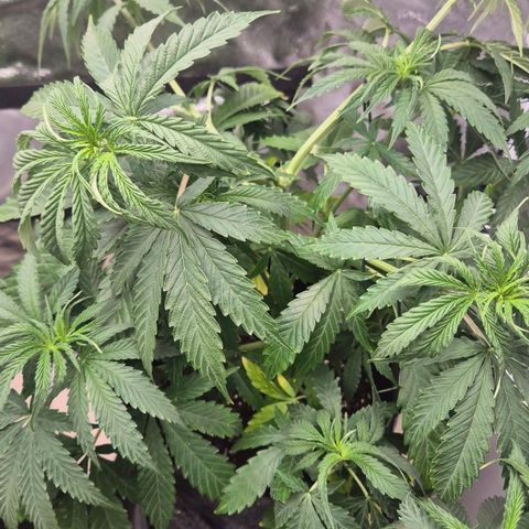 Royal Gorilla 1 growlog timeline photo