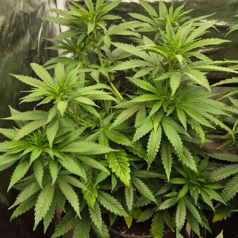 Wedding Gelato 1 growlog timeline photo