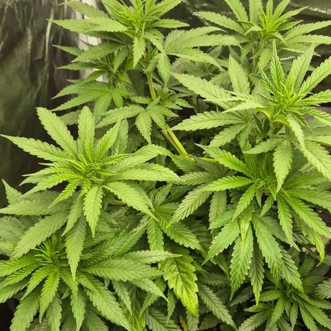 Wedding Gelato 1 growlog timeline photo