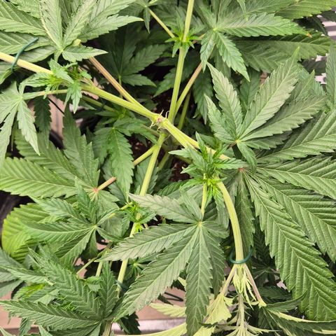 Royal Gorilla 2 growlog timeline photo