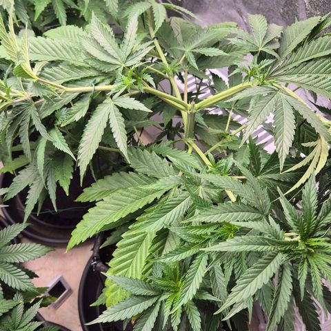 Royal Gorilla 2 growlog timeline photo