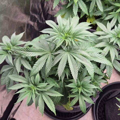 Wedding Gelato 2 growlog timeline photo