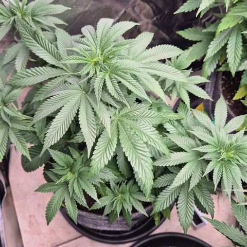 Wedding Gelato 2 growlog timeline photo