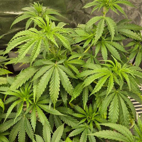 Royal Gorilla 1 growlog timeline photo