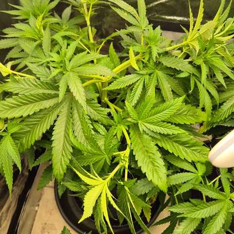 Wedding Gelato 1 growlog timeline photo