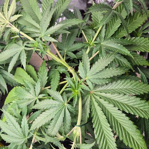 Royal Gorilla 2 growlog timeline photo